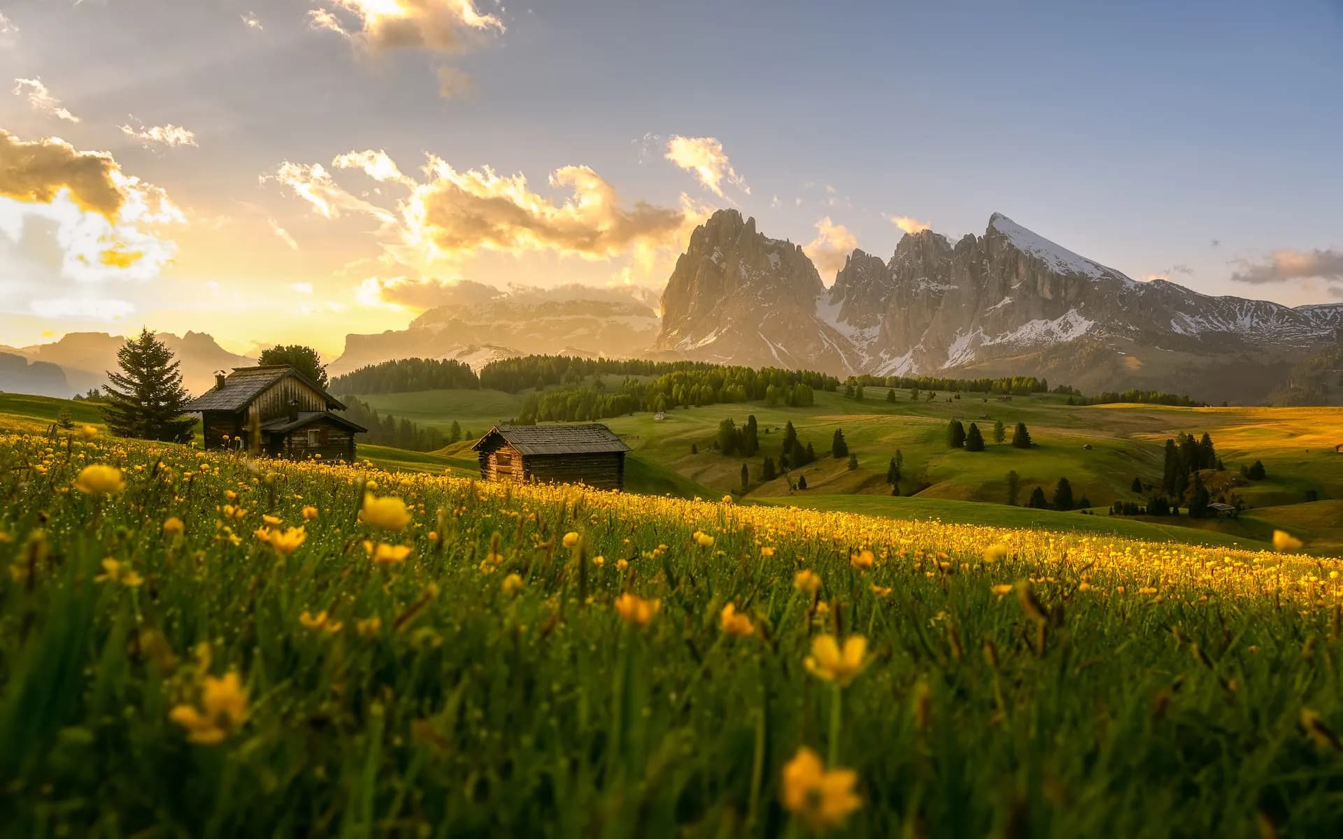 Seiser Alm sunset with yellow wildflowers, wooden huts, and snow-capped mountains.