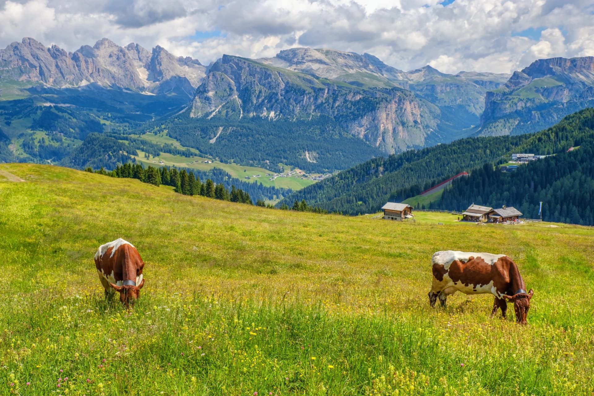 Cows grazing on alps meadow in the dolomites mountains