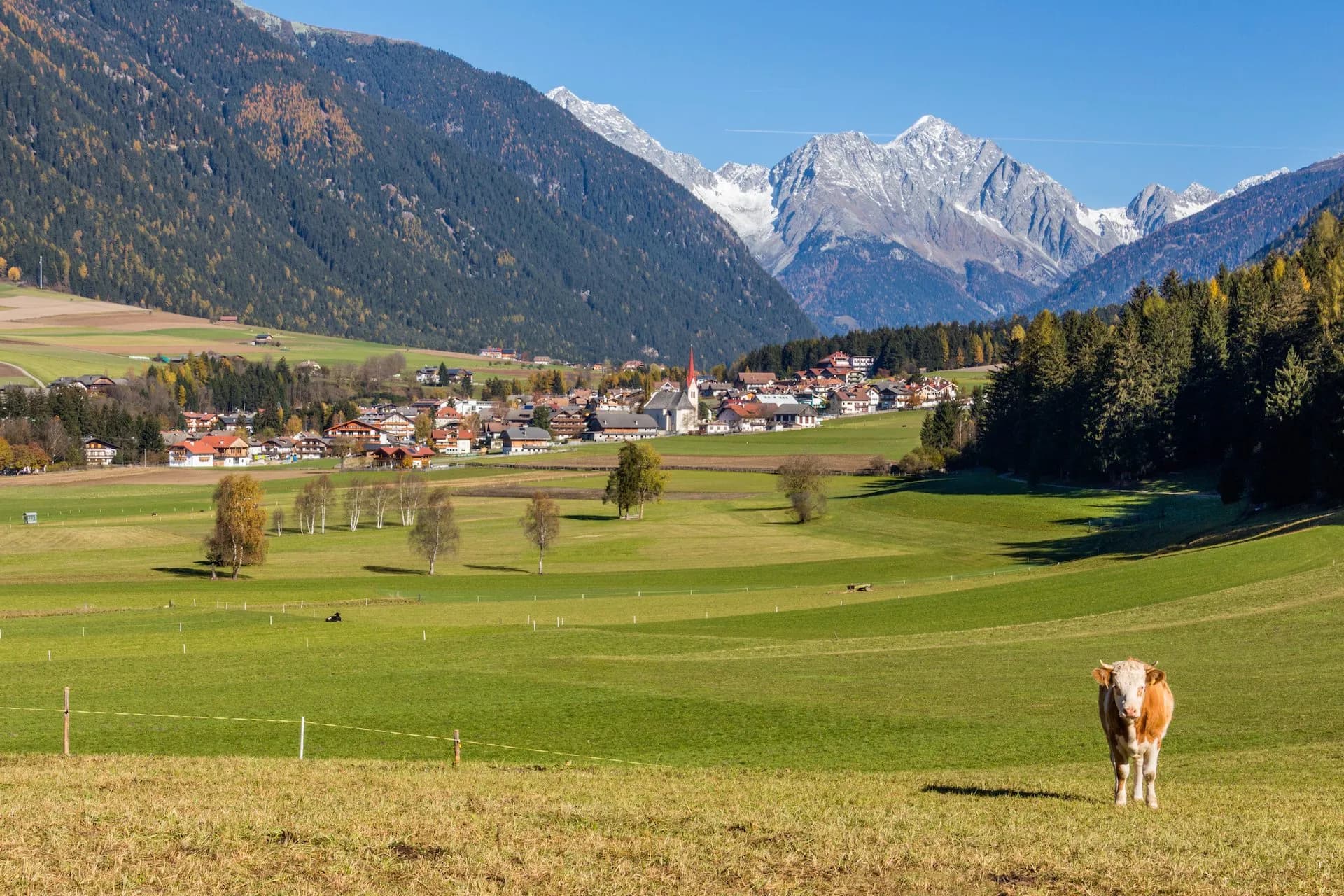 Cow in foreground field with Val Pusteria village and snow-capped Alps in background.