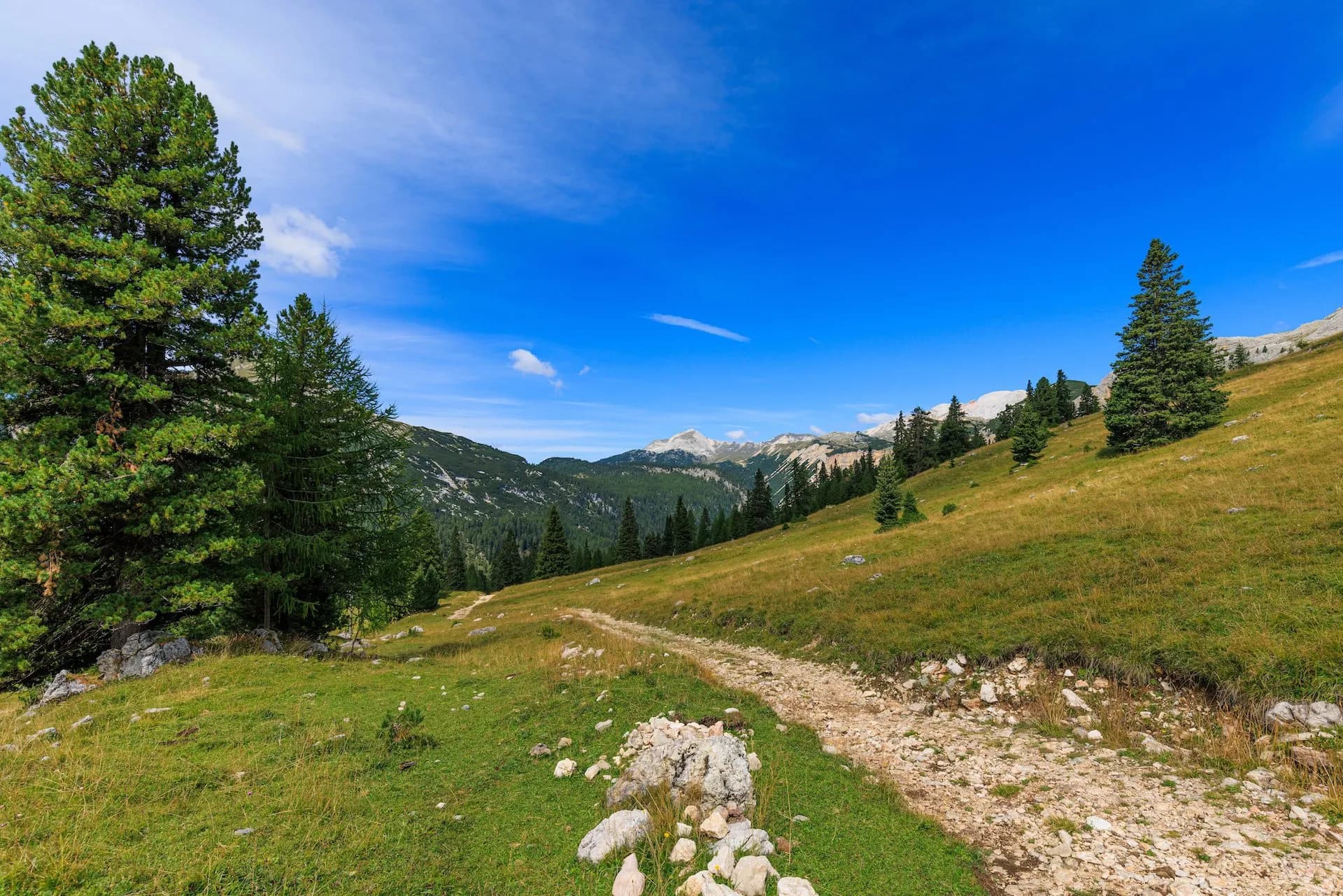 Hiking trail on grassy slope with pine trees leading toward rocky mountains under blue sky.