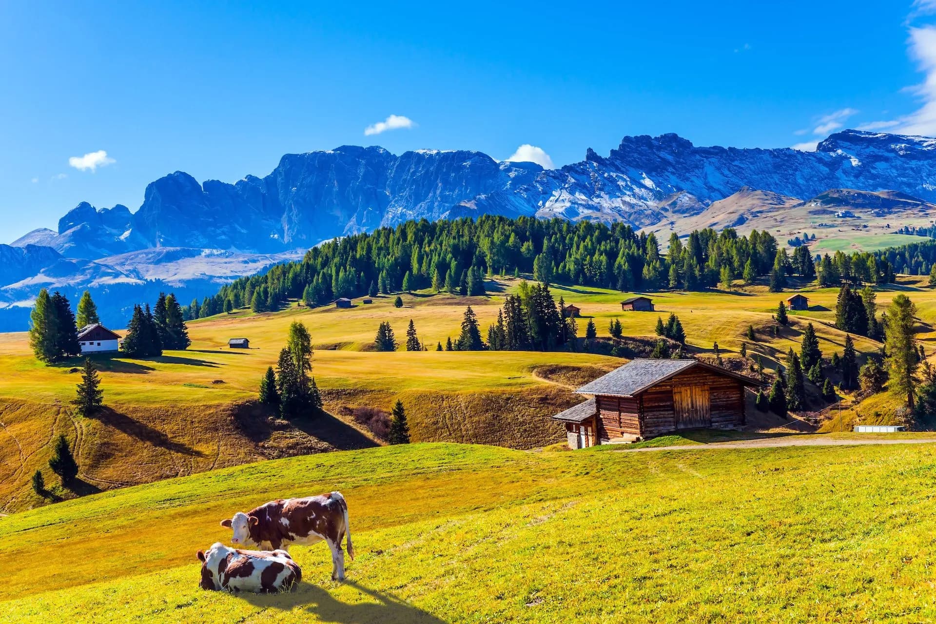 Cows grazing in sunny Alpe di Siusi meadow with wooden huts and snowy mountains.