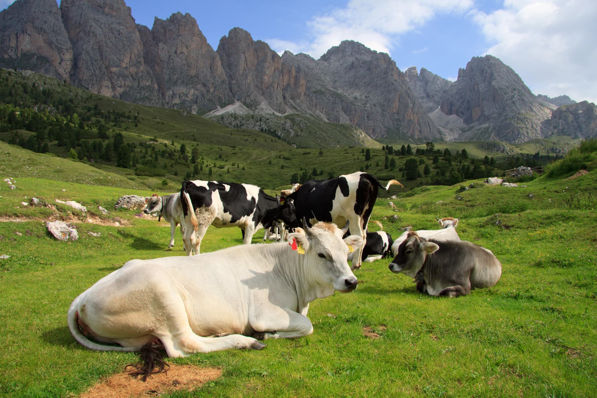 mucche al pascolo all' alpe di Cisles - sullo sfondo le Odle