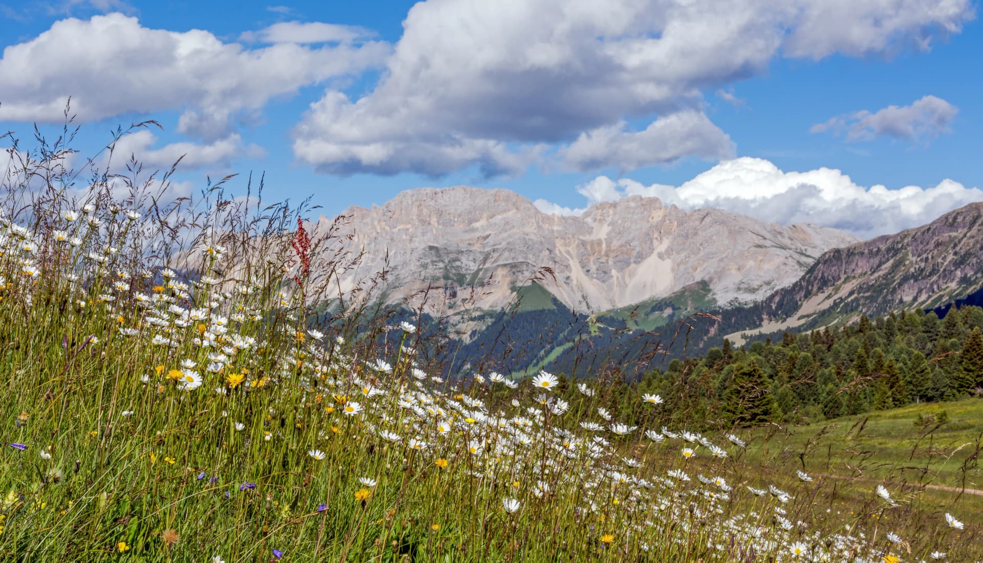 Val di Fiemme, Italy, summer lanscape with Dolomites Alps in background and flowers in foreground.