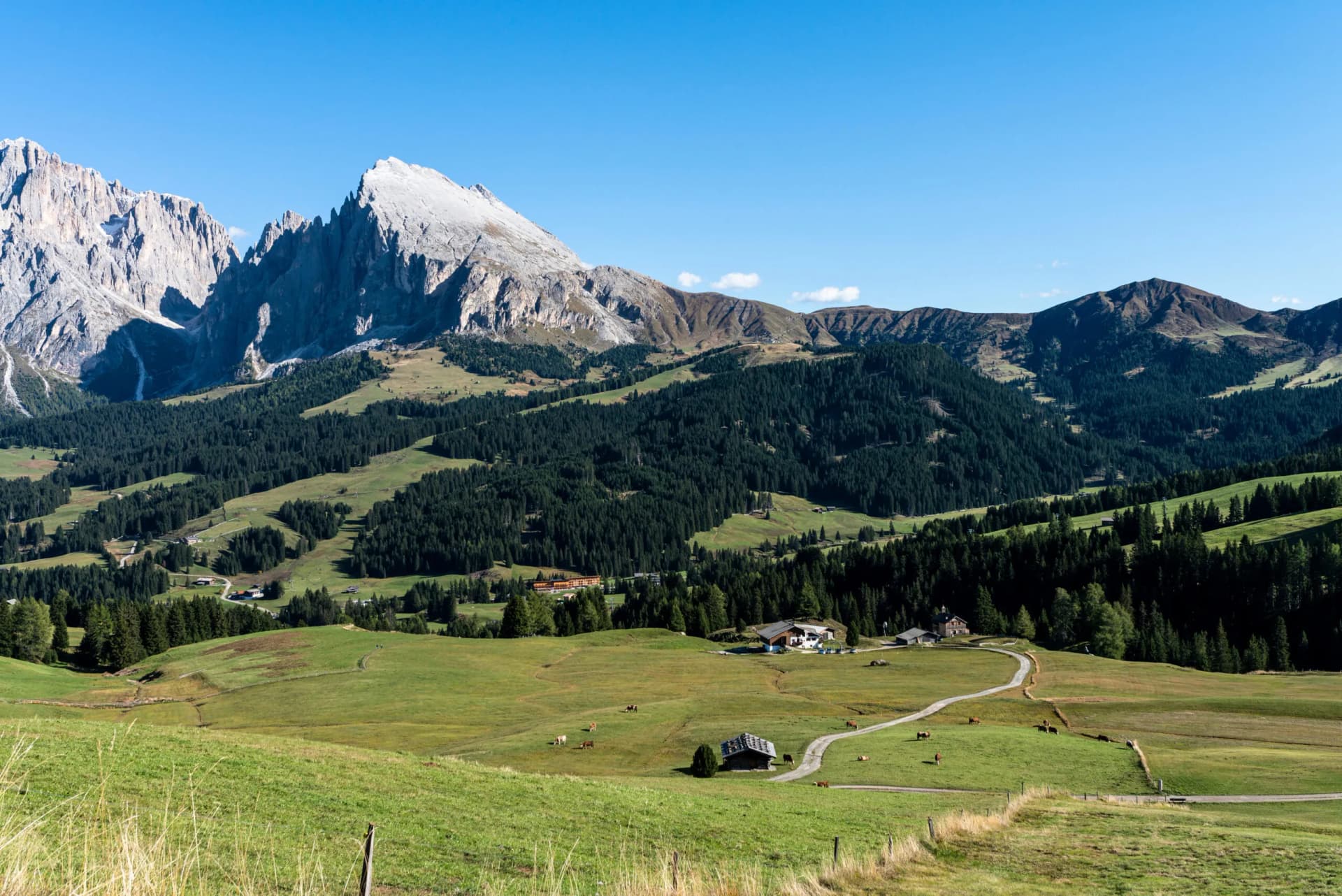 View toward the Roszahne Ridge from Compatsch on Seiser Alm with green meadows and pine forests.